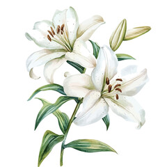 watercolor of Lily Branch graphic, isolated on a white background. © soltrex