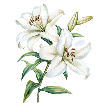 watercolor of Lily Branch graphic, isolated on a white background.