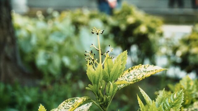 Close Up of Spotted Laurel Aucuba Japonica Plant in Garden