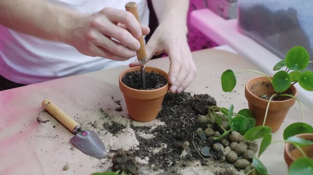 Repotting a Chinese Money Plant in a terracotta pot