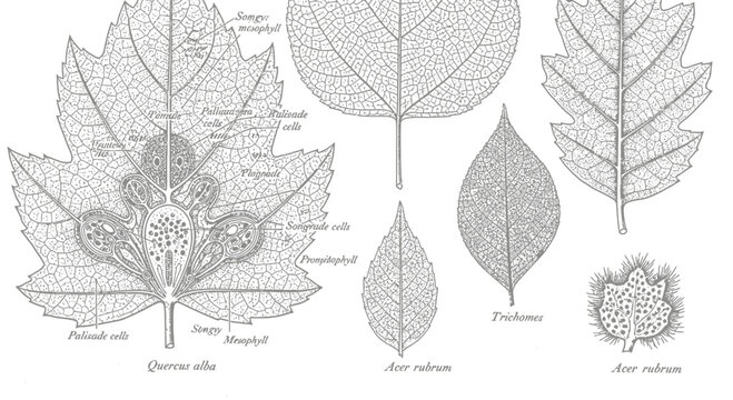 Botanical Illustration of Leaf Anatomy and Plant Species