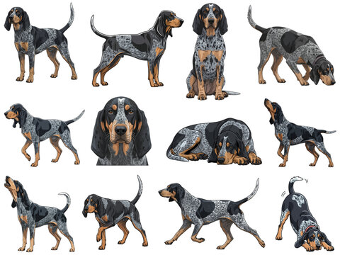 Bluetick Coonhound dog 12 profile poses collection illustration