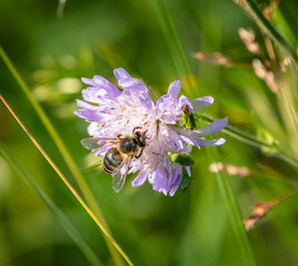 Bee sharing flower with two bugs © Stefan