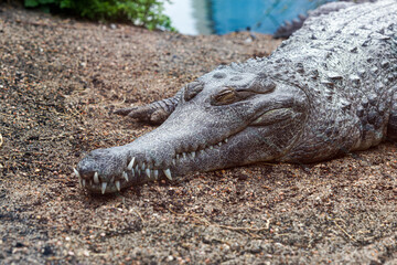 Fototapeta premium Close-up of an nile crocdile, crocodylus nilotcus resting on sandy riverbank with eyes closed, sharp teeth visible, textured scaly skin, natural wildlife scene in daylight.