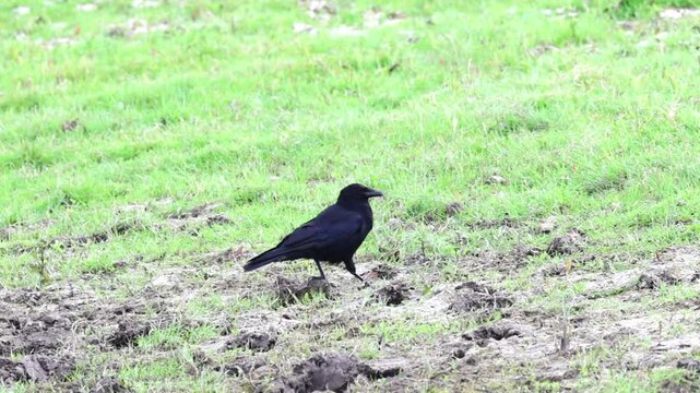 Crow pecks for food in the disturbed earth, crow trudges through the churned lawn and pecks in the earth, soft ground, black raven, Corvus corone