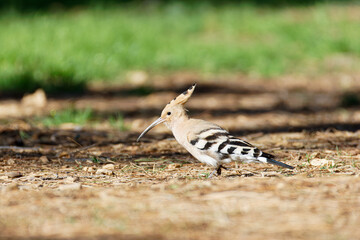 Hoopoe bird Upupa epops with crest foraging on dry ground in sunlight, shallow depth of field, green blurred background, wildlife nature scene. © Michael