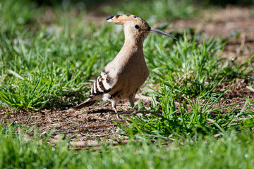 Close-up of a hoopoe Upupa epops bird standing on grass and soil in sunlight, showing its long curved bill and black-and-white striped wings with shallow depth of field. © Michael