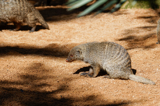 Small gray-brown banded dwarf mongoose, helogale parvula undulata sitting on sandy ground in dappled sunlight, another mongoose partially visible in background