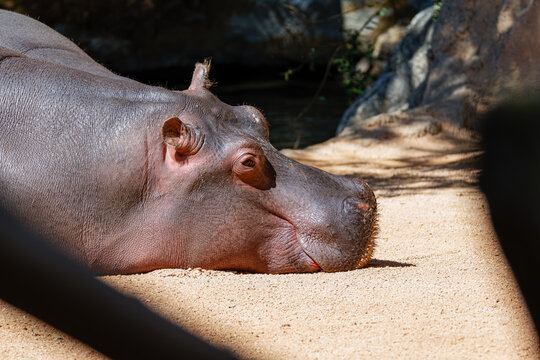 Close-up of a hippopotamus lying on sandy ground in warm sunlight, resting near rocks and water; shallow depth of field creates a calm wildlife portrait.