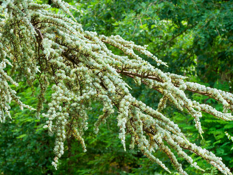 C&egrave;dre de l'Atlas (Cedrus atlantica) aux rameaux sombres et courb&eacute;s sous le poid d'un feuillage dense sous forme d'aiguilles en spirales aux reflets vert argent&eacute;