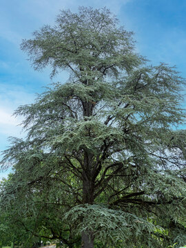 Cedrus atlantica - C&egrave;dre de l'atlas, magnifique conif&egrave;re au port pyramidal, tronc rectiligne, &eacute;corce  grise, branches dress&eacute;es, rameaux sombres couverts de feuilles &agrave; aiguilles bleu-vert en spirales
