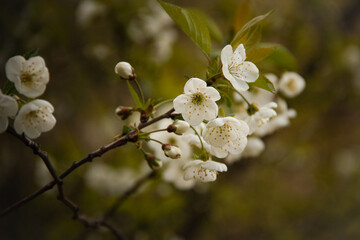white cherry blossom © Vlad