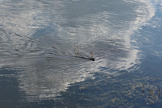 A water snake floating on the surface of the water in the river