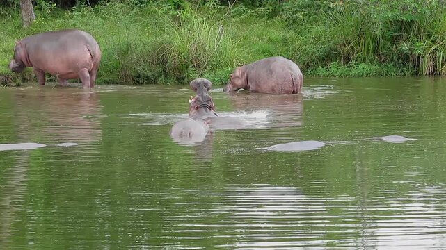 Wide shot of a herd of hippopotamuses in a river, with one central hippo opening its massive mouth wide while others wade near a grassy shoreline.