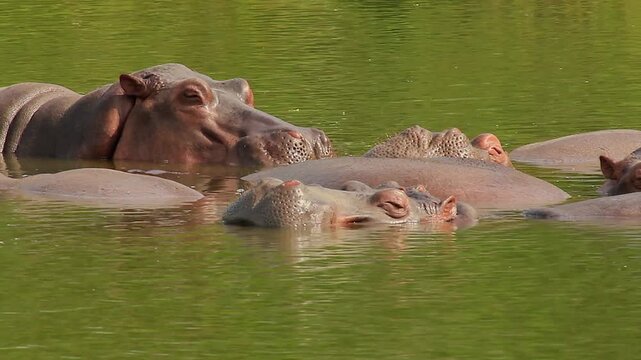 a pod of hippopotamuses floating close together in green water, with their eyes closed or relaxed, showing peaceful behavior.