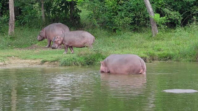 Wide shot of three invasive hippopotamuses, one is walking through the river water toward the shore.