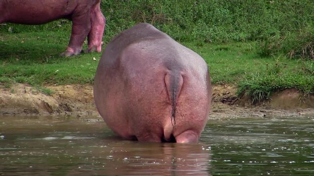 Back view of an invasive hippopotamus entering a river in Colombia.