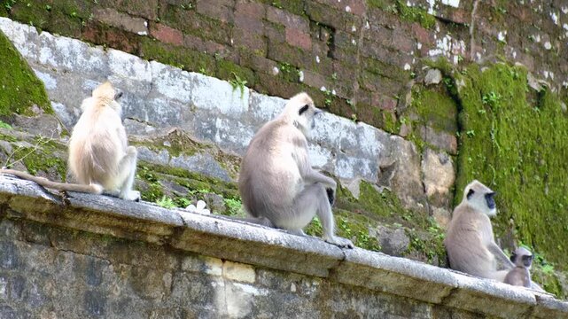 Family of tufted gray langur monkey sitting on ancient temple in Sri Lanka