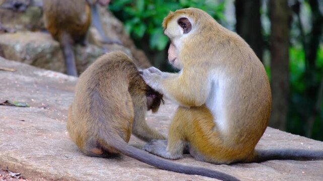 Mother and child toque macaque monkeys grooming for fleas in Sri Lanka