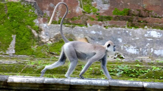 Tufted gray langur monkey with long tail walking along ancient temple in Sri Lanka