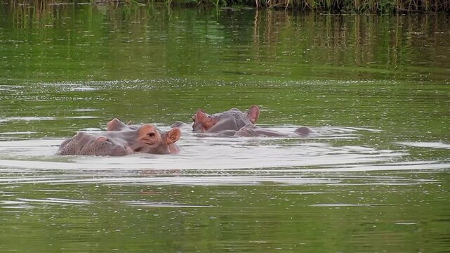 Front view of a submerged hippopotamus opening its huge jaws wide toward the sky, showing its teeth, with another hippo resting behind it