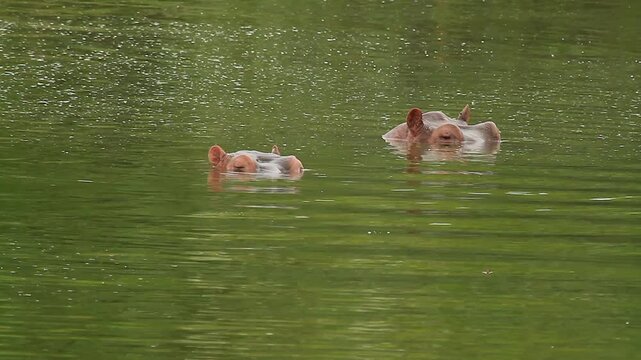 two hippopotamuses submerged in a river with only their heads above water, one blowing air from its nostrils and agitating the water surface.