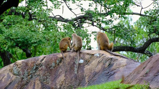 Family of toque macaque monkey with long tails sheltering from rain on rock in Sri Lanka