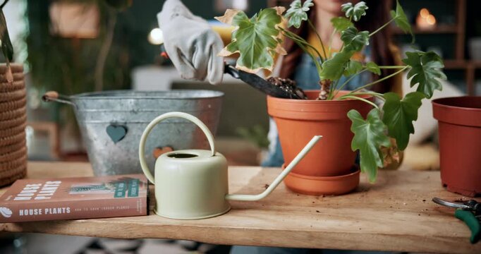 Botanist, plant and woman at house for gardening, fertilizer and maintenance for agriculture. Gardener, soil or female person in home with houseplant, botanical and spade with compost for leaf growth