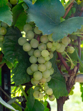 Racimo de uvas entre las hojas de la parra