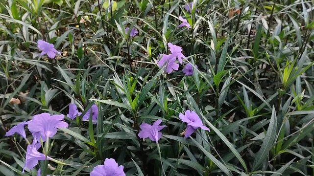 Beautiful purple Ruellia simplex or Mexican petunia or Kencana ungu flowers are blooming in the garden