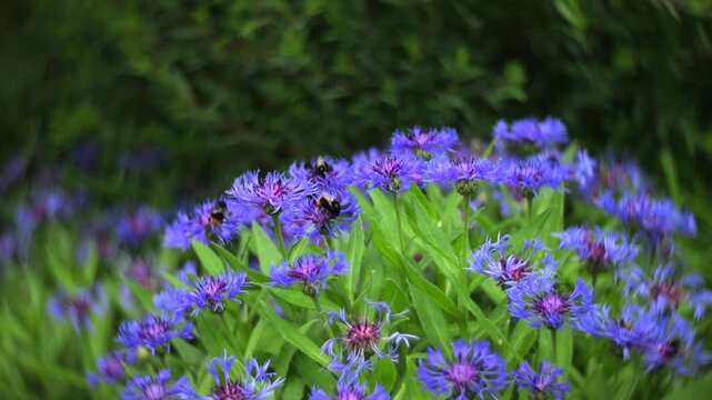 Blue cornflowers with dreamy swirling bokeh