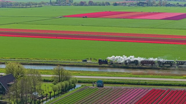 Aerial view of a historic steam train puffing smoke while passing through vibrant tulip fields and lush green countryside in the netherlands