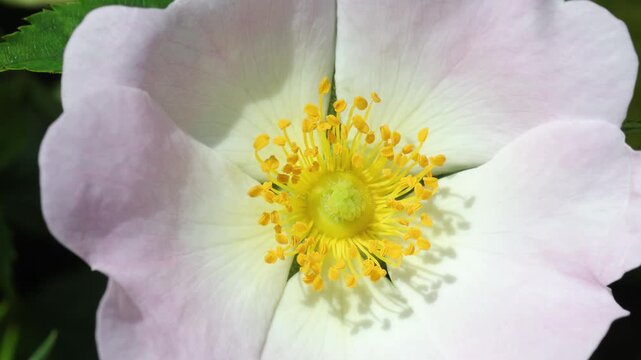 Closeup of a Dog Rose flower, Rosa canina,. UK