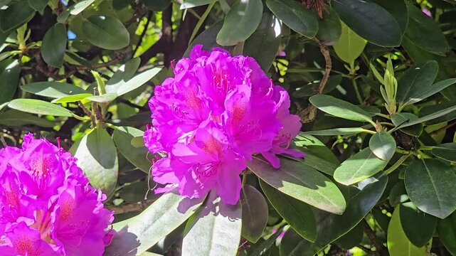 Beautiful pink rhododendron flower moving in a gentle breeze against a background of green leaves