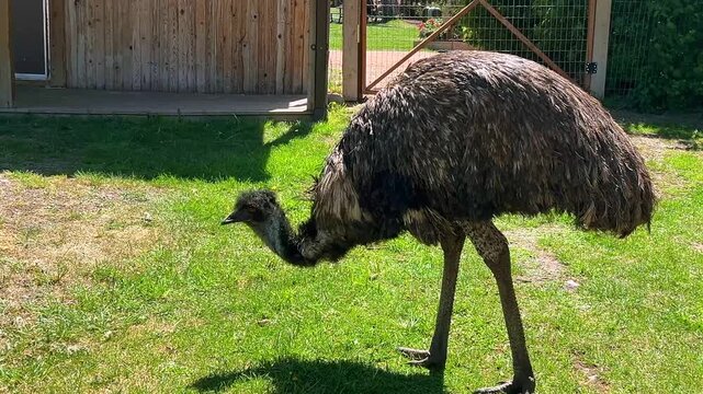 An emu stands on a grassy area near a rustic wooden structure, showcasing its distinctive shaggy feathers and tall stature in a sunny outdoor farm setting.