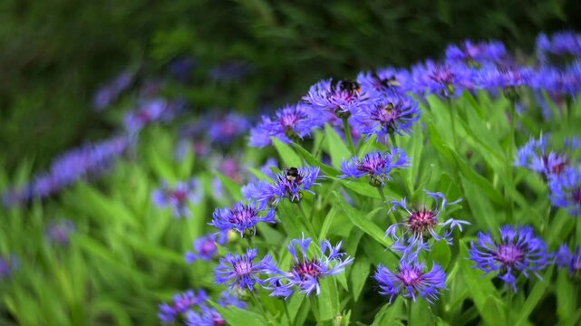 Blue cornflowers with dreamy swirling bokeh