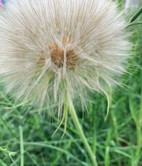 Obraz premium dandelion in the grass