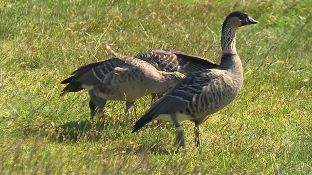 Nene, Hawaiian Goose In Waikamoi Preserve In Hawaii, USA. Close-up Shot