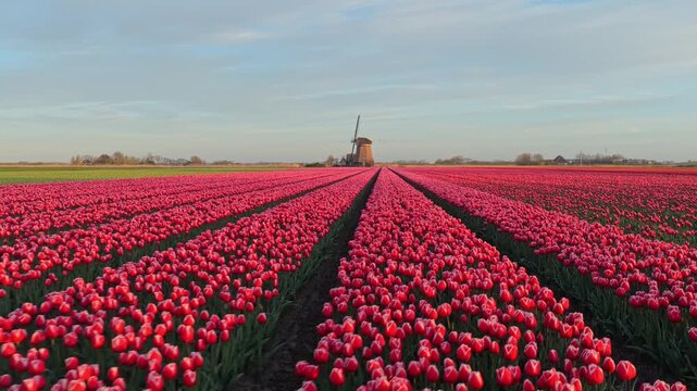 Vast field of vibrant red tulips blooming in long rows with a classic dutch windmill on the horizon during a beautiful golden hour