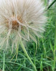 Fototapeta premium dandelion in the grass
