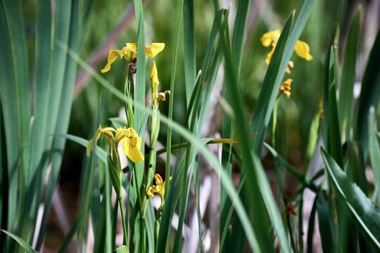 Yellow iris pseudacorus flower blooms in marsh. Bright yellow petals show brown veins. Green sword-shaped leaves stand erect. Perennial aquatic plant thrives in wetlands and along water margins.