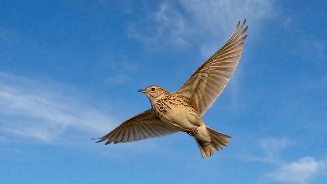 skylark. A skylark bird soaring high in the blue sky with its wings fully spread. wildlife magazines, conservation campaigns, designed for eco-tourism storytelling, promotes animal welfare.
