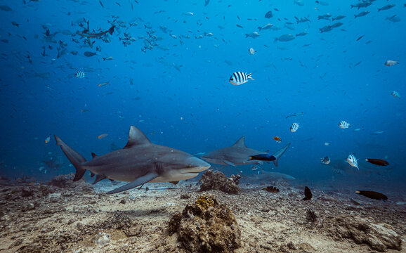 Shark feeding underwater background