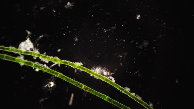 Quiet aquatic surroundings feature drifting algae across surface