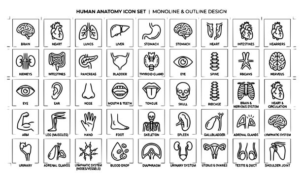 Human anatomy icon set