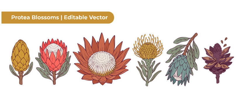 Protea flower vector illustration set featuring hand drawn botanical doodles of exotic South African blossoms on a white background, ideal for elegant rustic wedding invite designs and floral pattern.