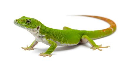 Fototapeta premium A vibrant green lizard with an orange tail stands on a white background
