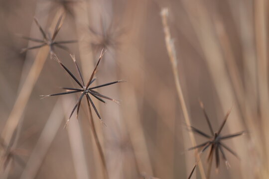 semi di bidens in inverno al tramonto