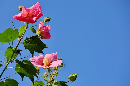 芙蓉の花」の写真素材 | 7,180件の無料イラスト画像 | Adobe Stock