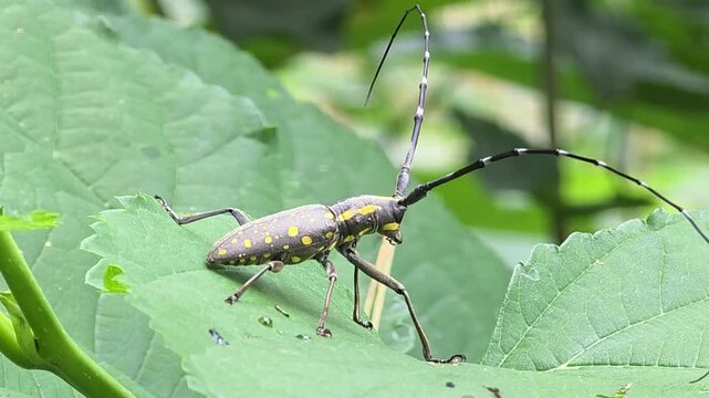 

Rear close-up macro video of a long-antennaed mulberry longhorn beetle sitting on a green leaf.#002